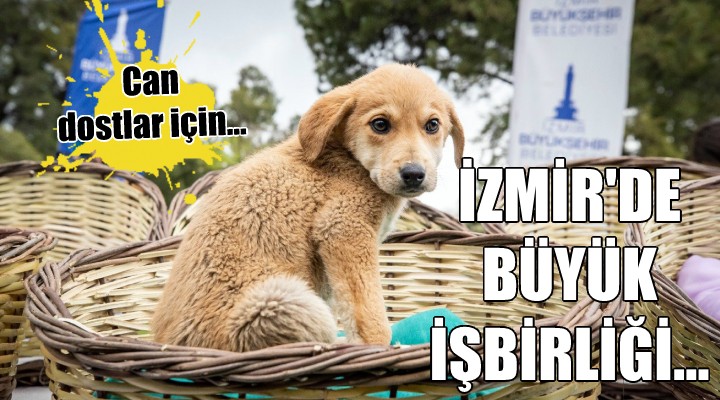 İzmir’de sokak hayvanları için büyük işbirliği