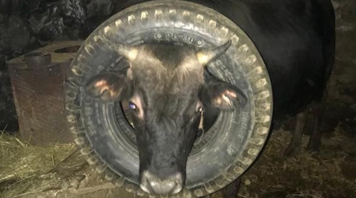 Kafası lastiğe sıkışan inek kurtarıldı