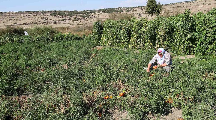 Karşıyaka’da tarımsal kalkınma hareketi