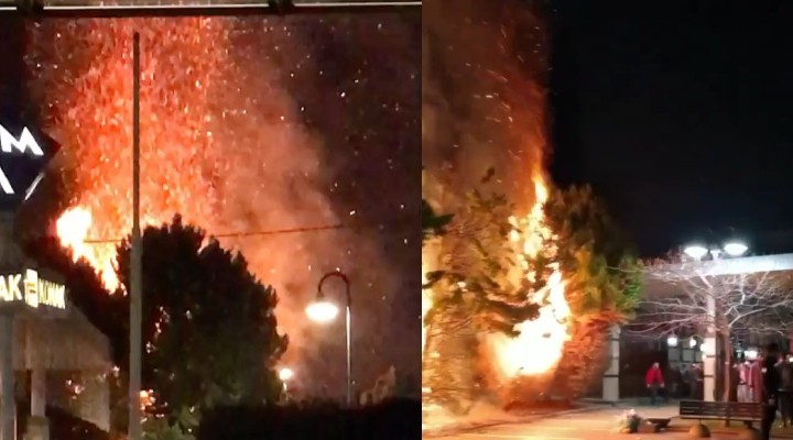 Konak ta ağaçları yaktılar! Başkan Batur dan tepki