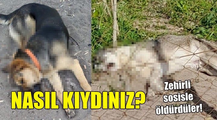 İzmir de köpekleri zehirli sosisle öldürdüler!