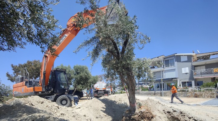 Kuşadası Belediyesi zeytin ağaçlarını yaşatıyor
