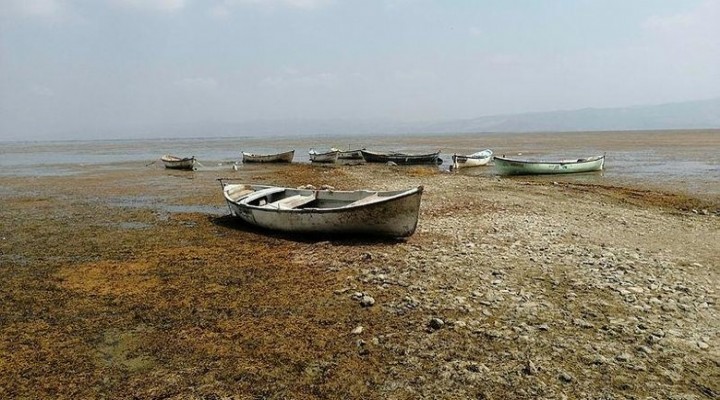 Manisa’nın kuş cenneti Marmara Gölü kuruyor!