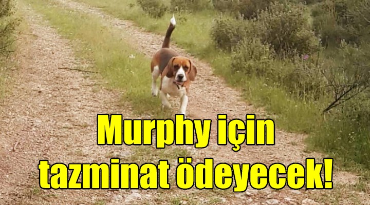 Murphy i öldüren doktor tazminat ödeyecek!