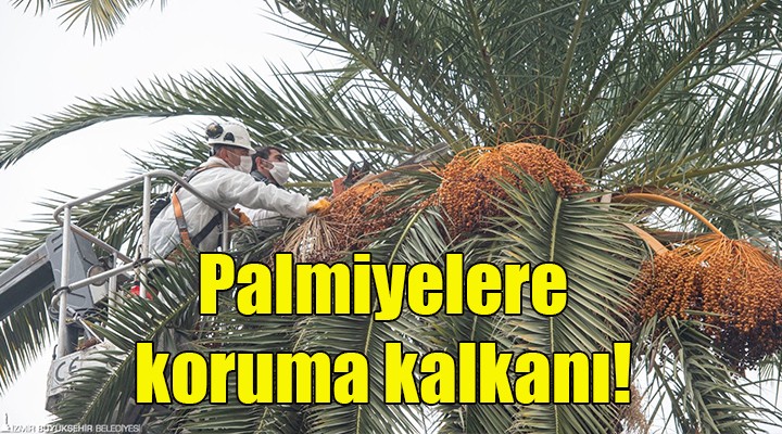 Palmiyelere koruma kalkanı!