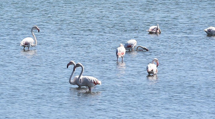 Pembe beyaz flamingolar ilgi odağı
