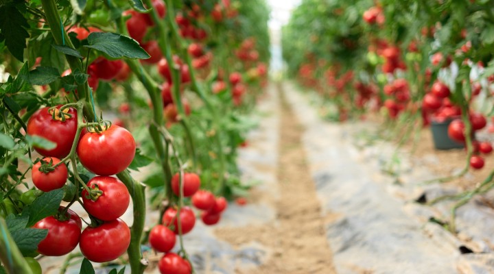 Rusya’ya domates ihracatında kota 500 bin tona çıktı