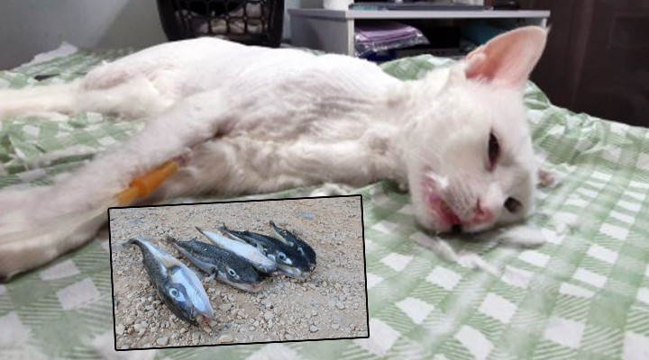 Sahile vuran balon balıklarını yiyen 11 kedi zehirlendi!