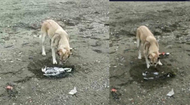 Sokak köpeği ölen martıyı gömdü!