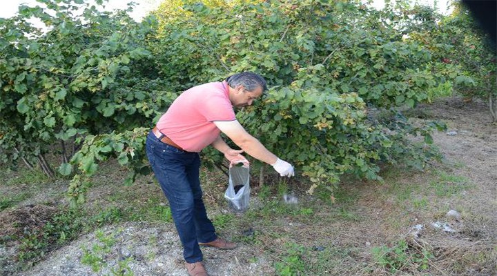 Tarlasını domuzlardan saç kılıyla koruyor