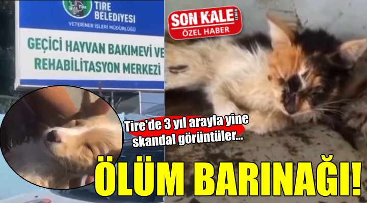 Tire Belediyesi hayvan barınağında skandal görüntüler!