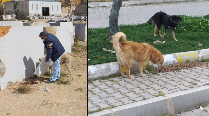Urla Belediyesi sokak hayvanlarını unutmadı