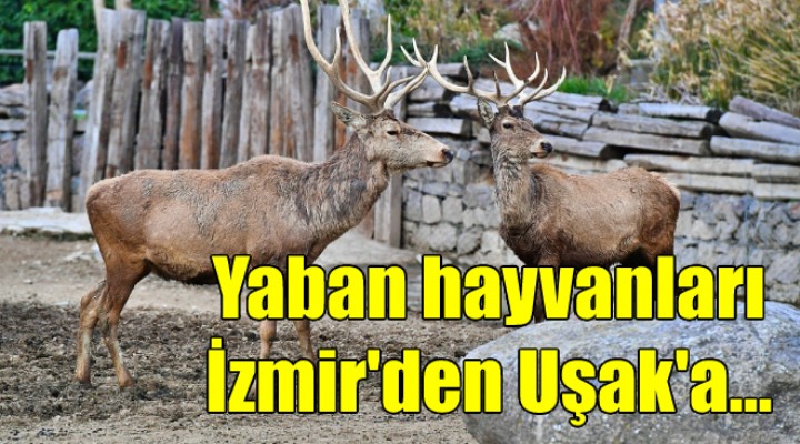 Yaban hayvanları İzmir den Uşak a gönderildi