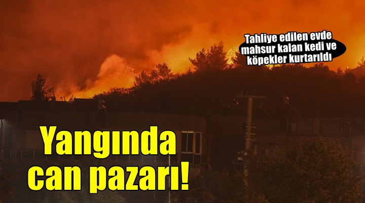 Yangında tahliye edilen evde mahsur kalan 25 kedi ile 10 köpek kurtarıldı
