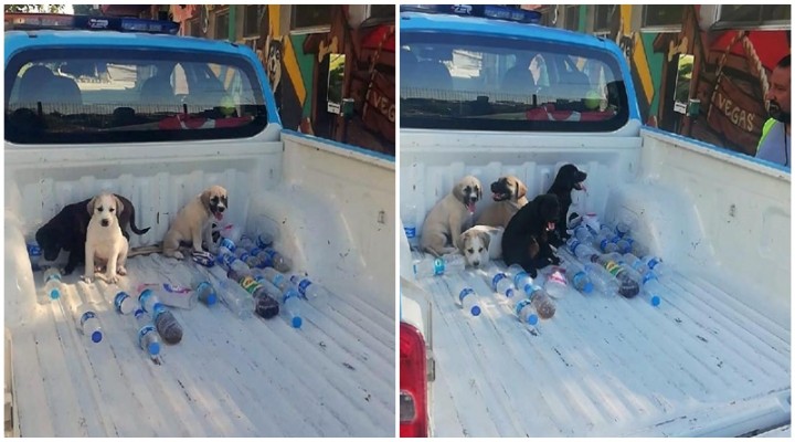 Yavru köpeklere Buca Belediyesi sahip çıktı!