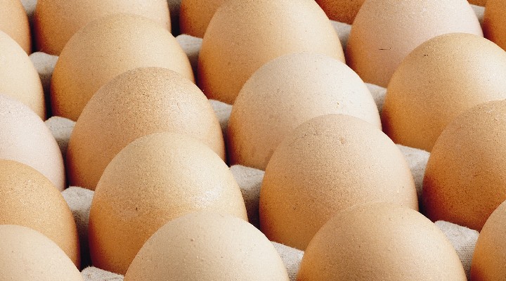 Yumurtada kanserojen madde krizi... Girit:  Ağır ceza gerekiyor 