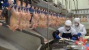Tavuk eti ihracatına sınırlama!