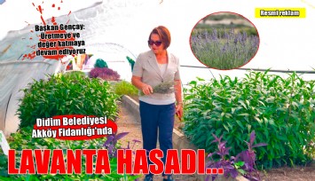 Didim Belediyesi Akköy Fidanlığı'nda lavanta hasadı gerçekleştirildi