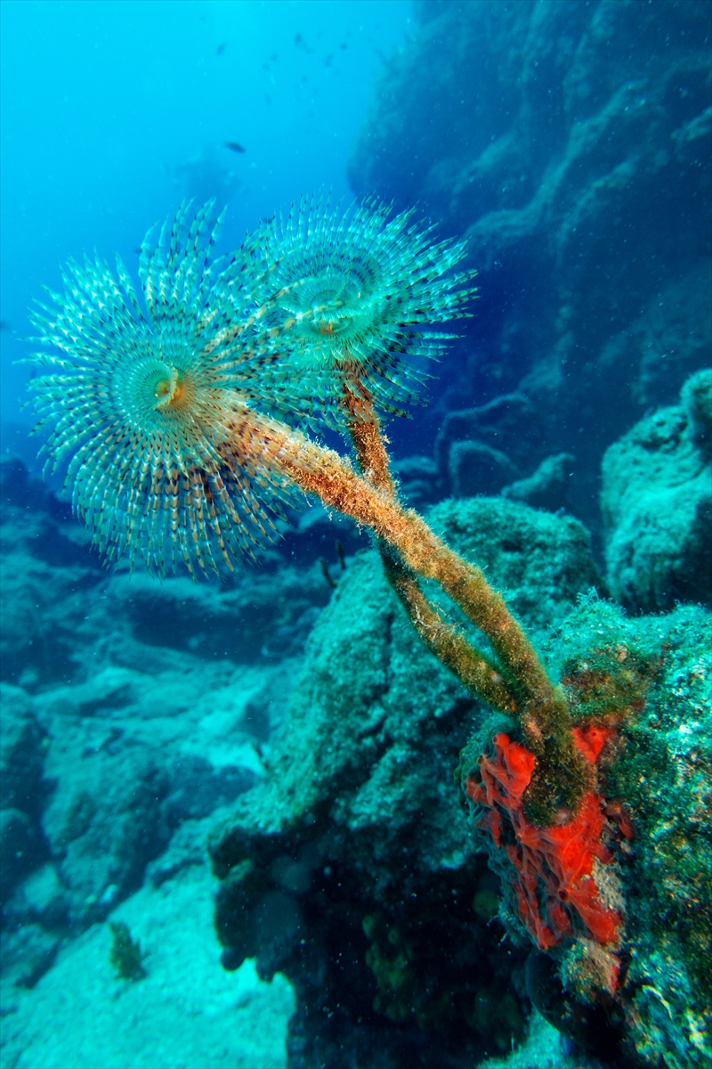 Bodrum'un zengin su altı yaşamı