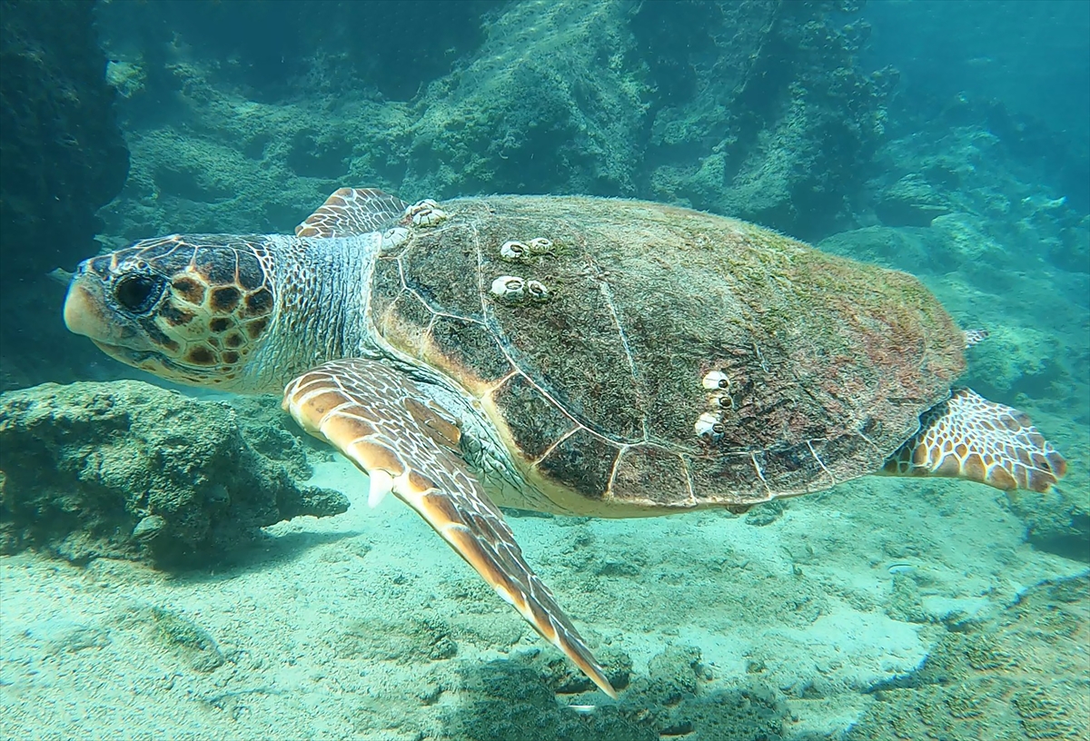 Bodrum'un zengin su altı yaşamı