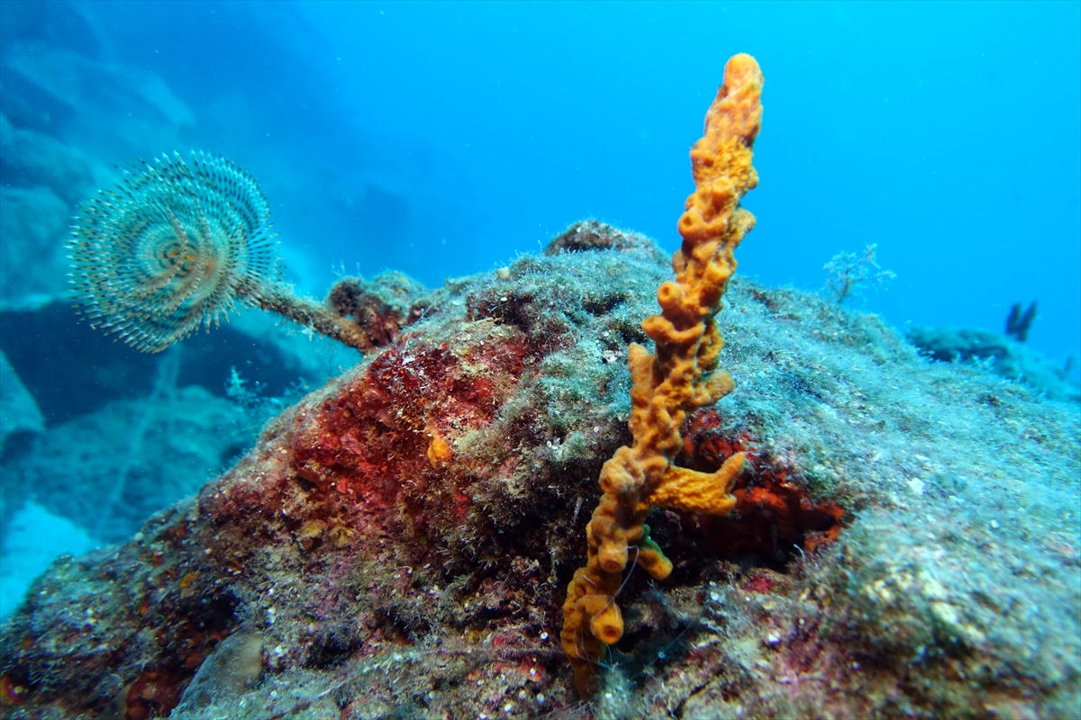 Bodrum'un zengin su altı yaşamı