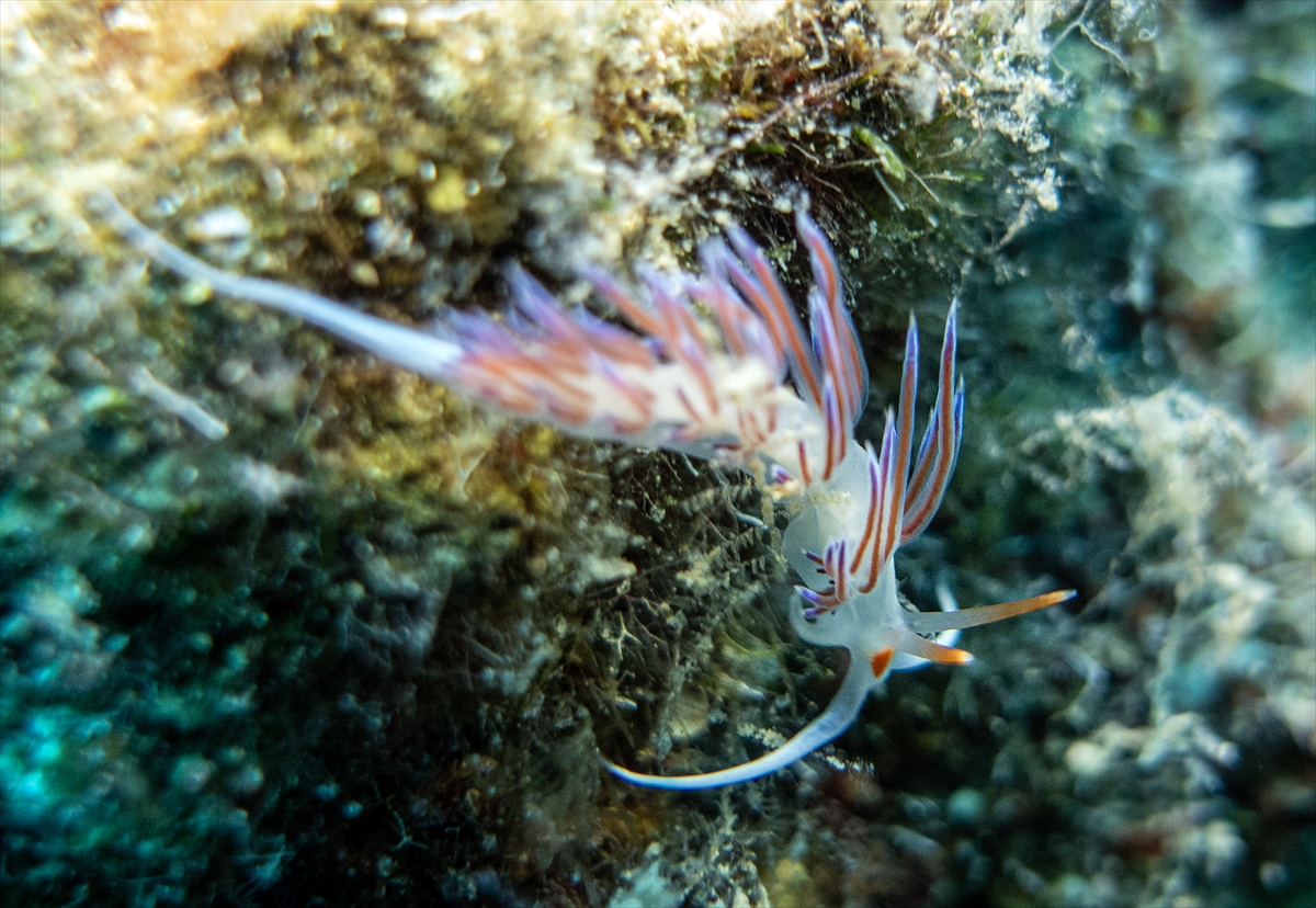 Bodrum'un zengin su altı yaşamı