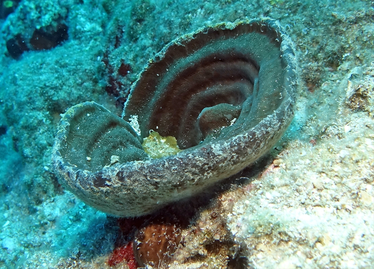 Bodrum'un zengin su altı yaşamı