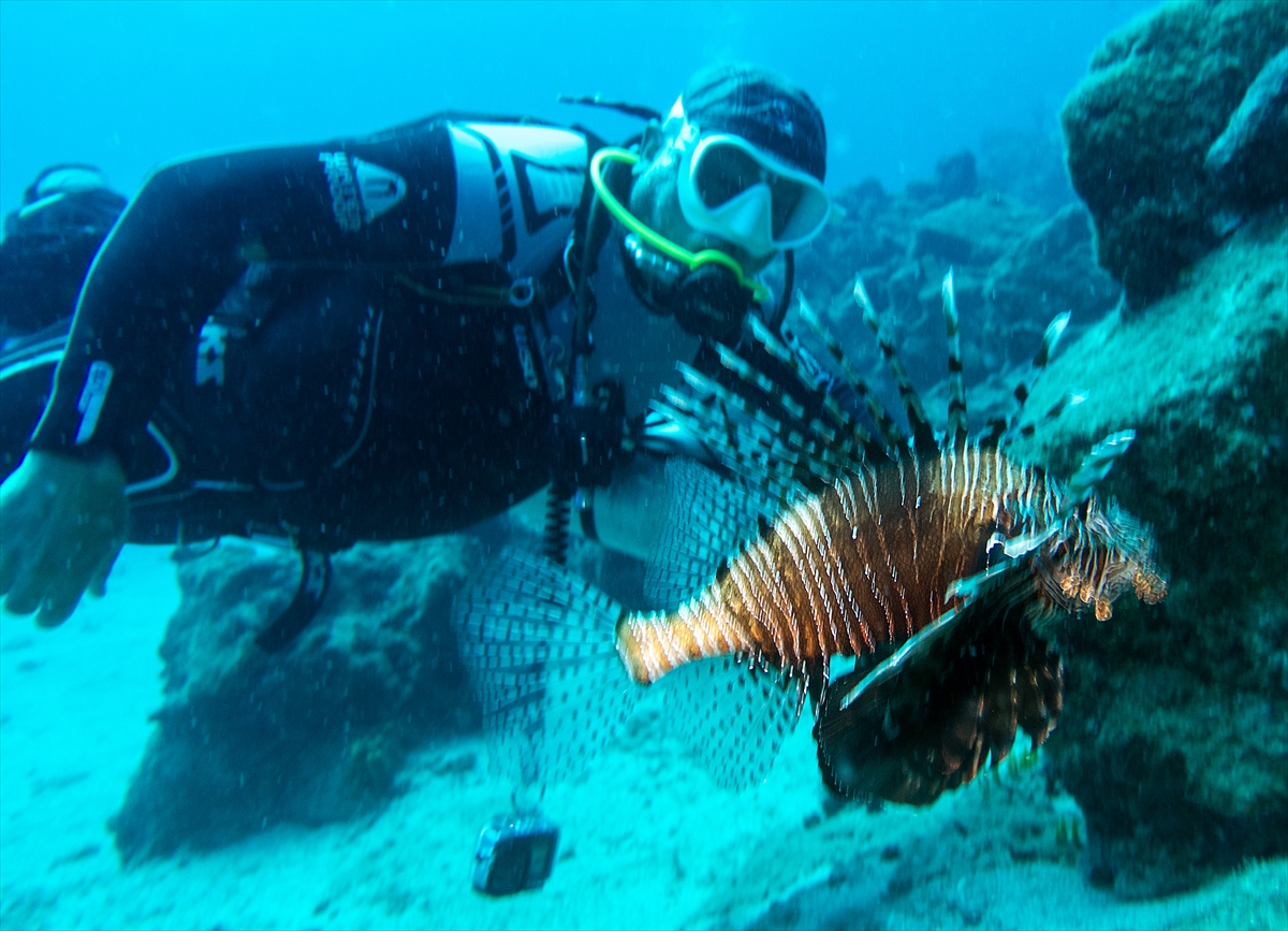 Bodrum'un zengin su altı yaşamı