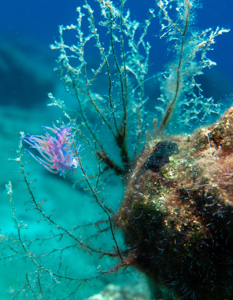 Bodrum'un zengin su altı yaşamı