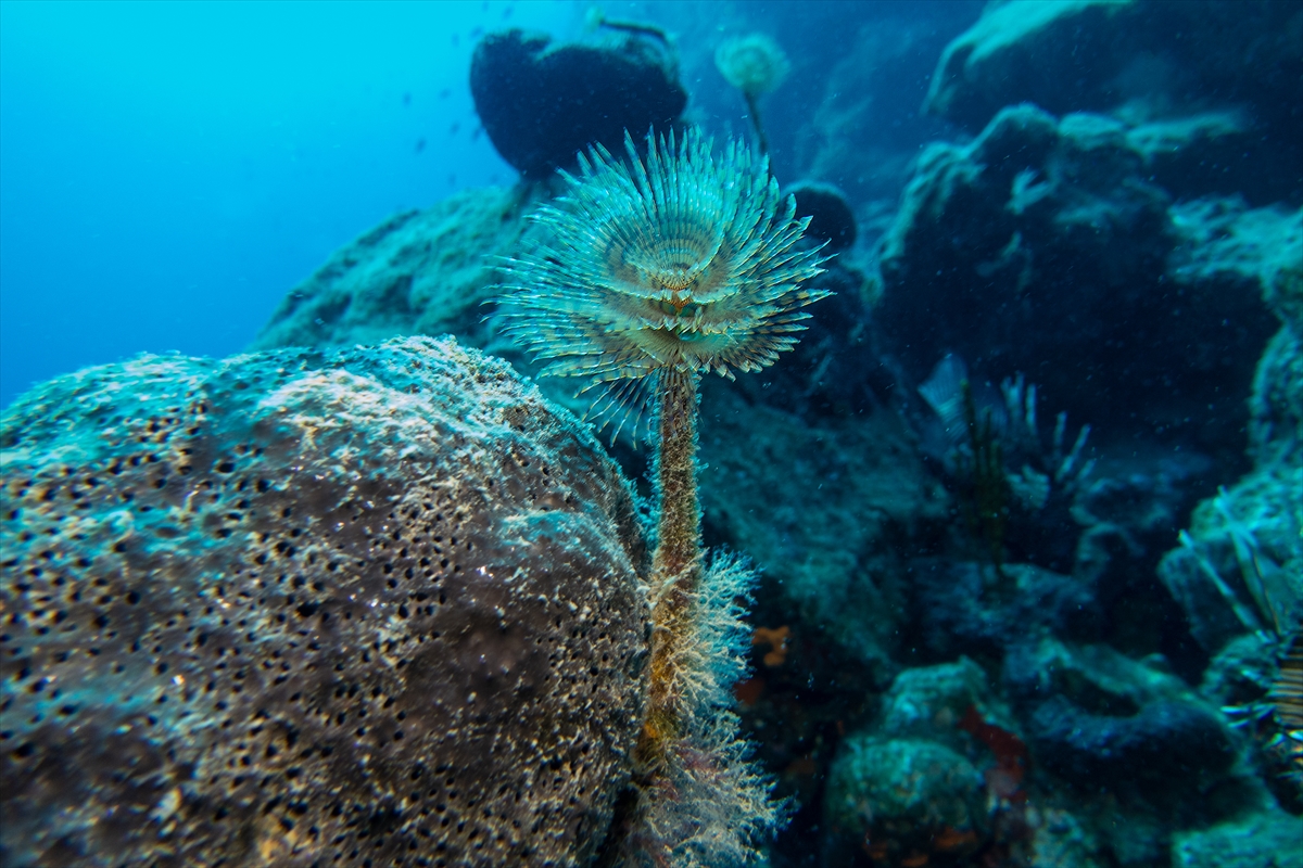 Bodrum'un zengin su altı yaşamı