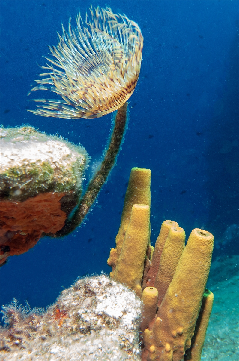 Bodrum'un zengin su altı yaşamı