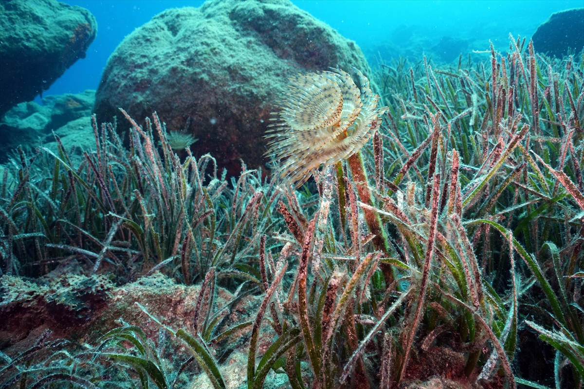 Bodrum'un zengin su altı yaşamı