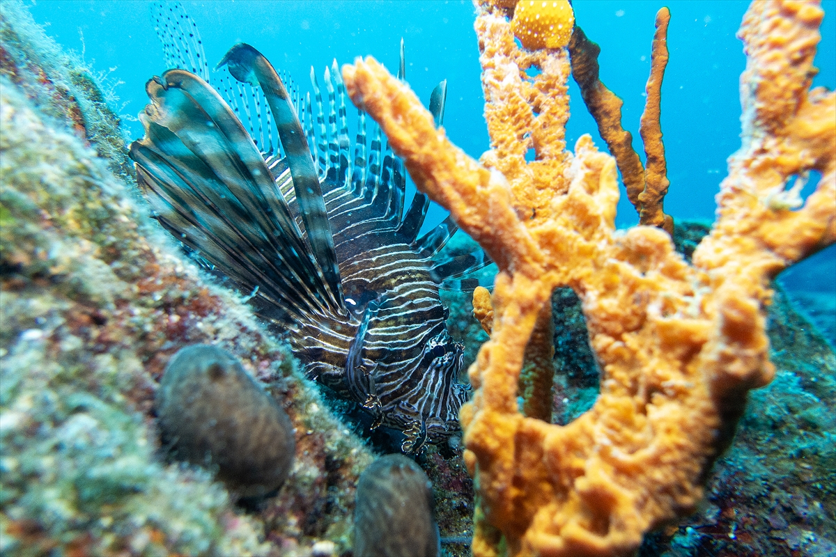 Bodrum'un zengin su altı yaşamı