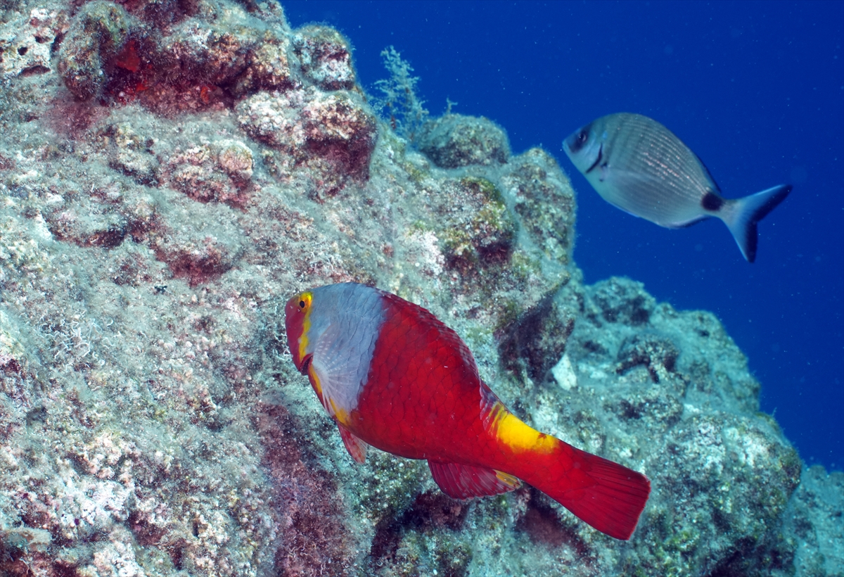 Bodrum'un zengin su altı yaşamı