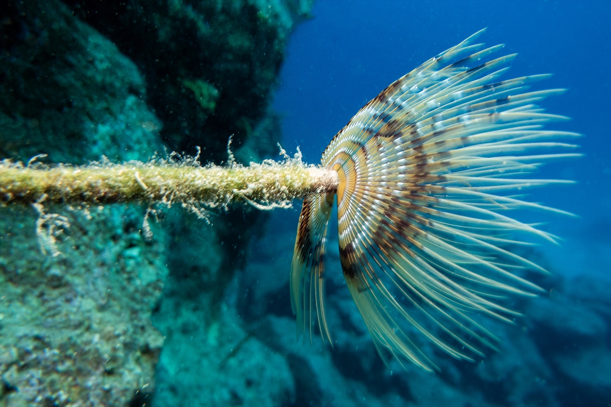 Bodrum'un zengin su altı yaşamı
