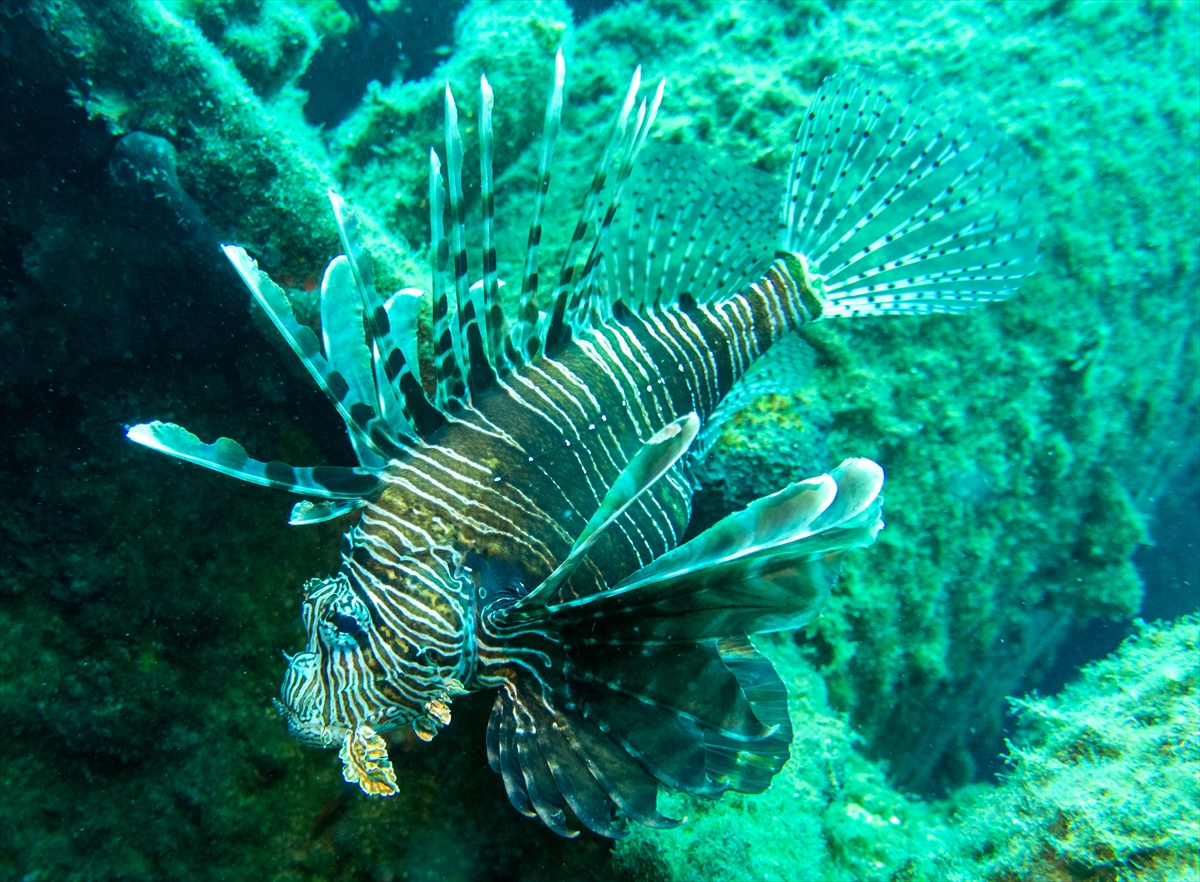 Bodrum'un zengin su altı yaşamı
