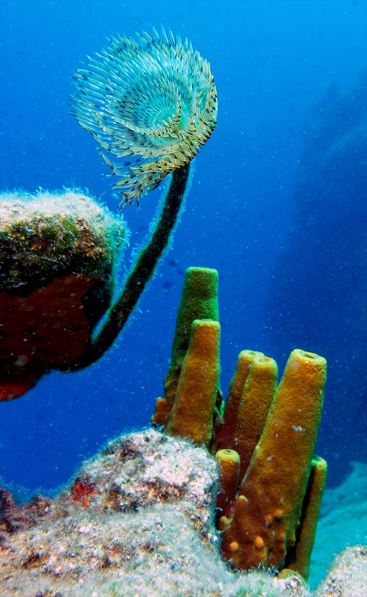 Bodrum'un zengin su altı yaşamı