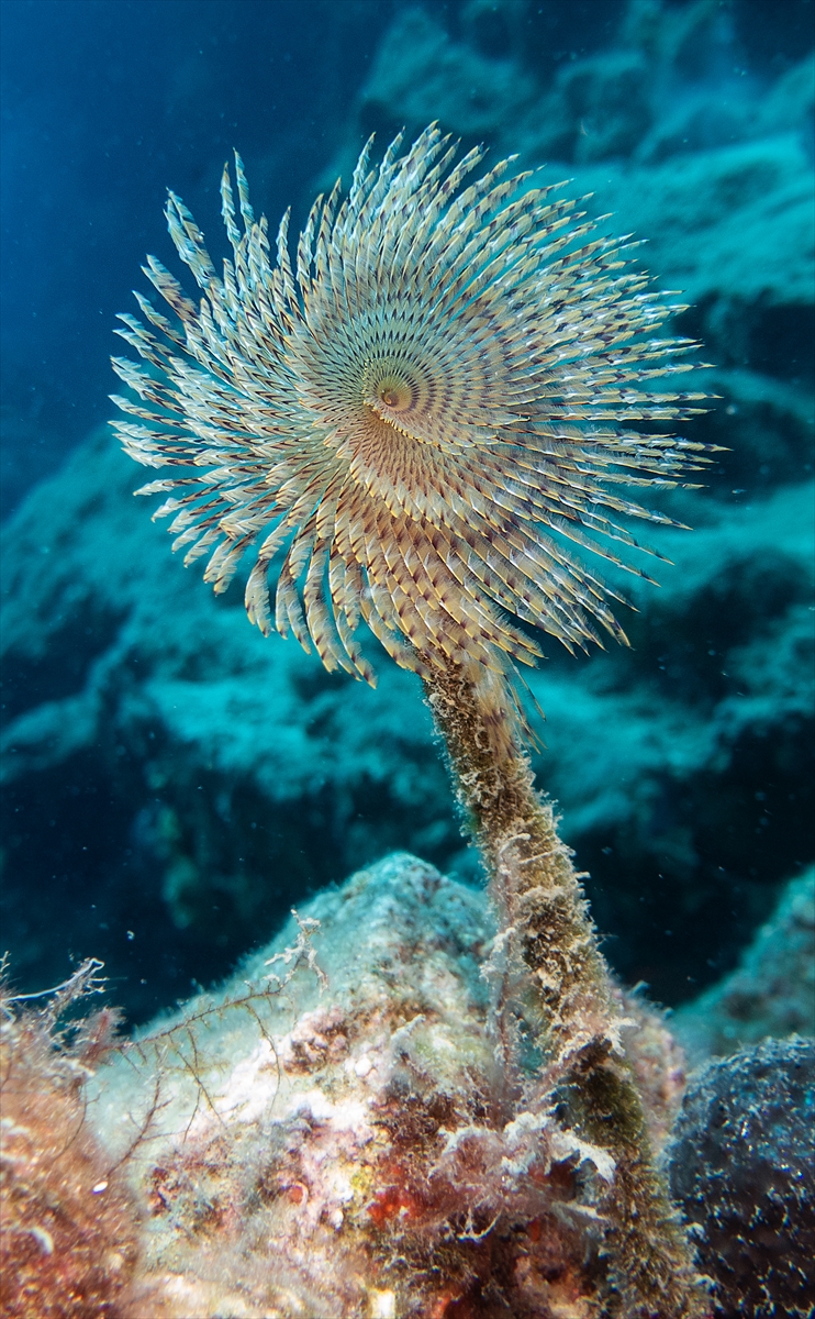 Bodrum'un zengin su altı yaşamı
