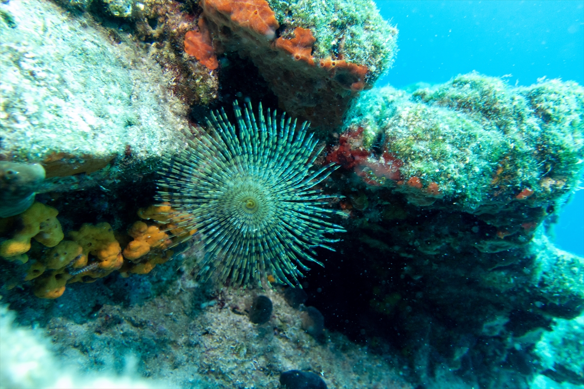 Bodrum'un zengin su altı yaşamı