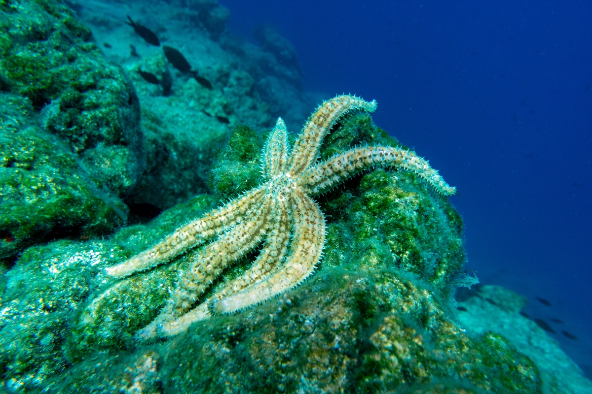 Bodrum'un zengin su altı yaşamı