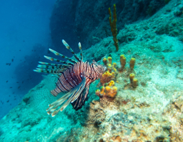 Bodrum'un zengin su altı yaşamı
