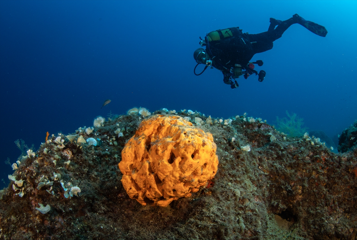 Karaburun'un su altı güzellikleri