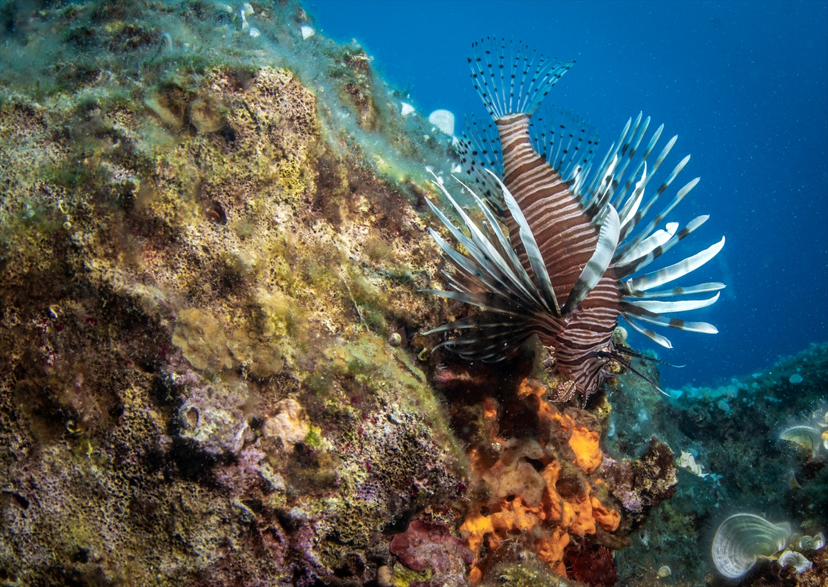 Karaburun'un su altı güzellikleri