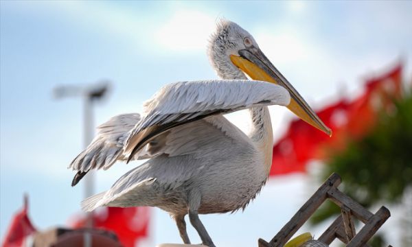 İzmir'in uzun gagalı misafirleri!