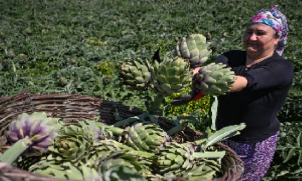 İzmir'de enginar hasadı başladı!