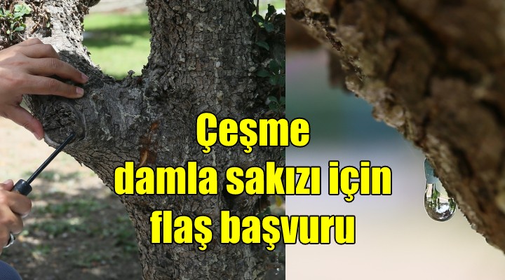  Çeşme Damla Sakızı  için flaş başvuru