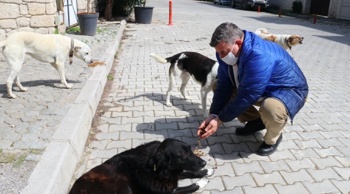 Çeşme de sokak hayvanları unutulmadı