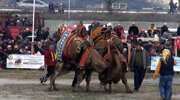  Develer 1 Ocak tan itibaren küpelenecek, kimlikleri olacak 