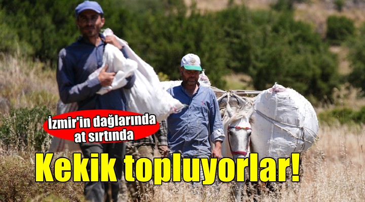 İzmir'in dağlarında at sırtında kekik topluyorlar