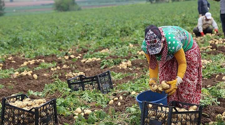  Üreticinin elinde tonlarca patates soğan çürümeye başladı 